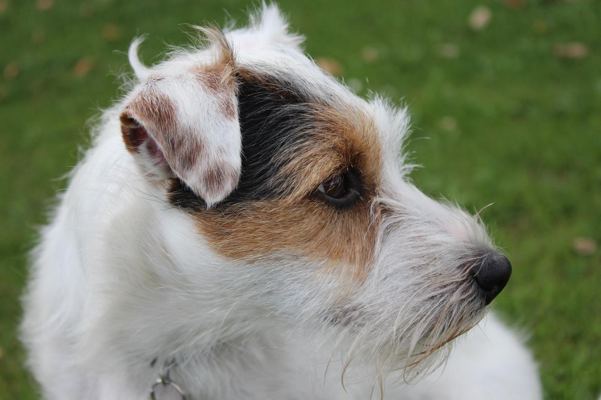 Jack russell terrier Vaks - Læg gerne en kommentar til Vaks:-) billede 16