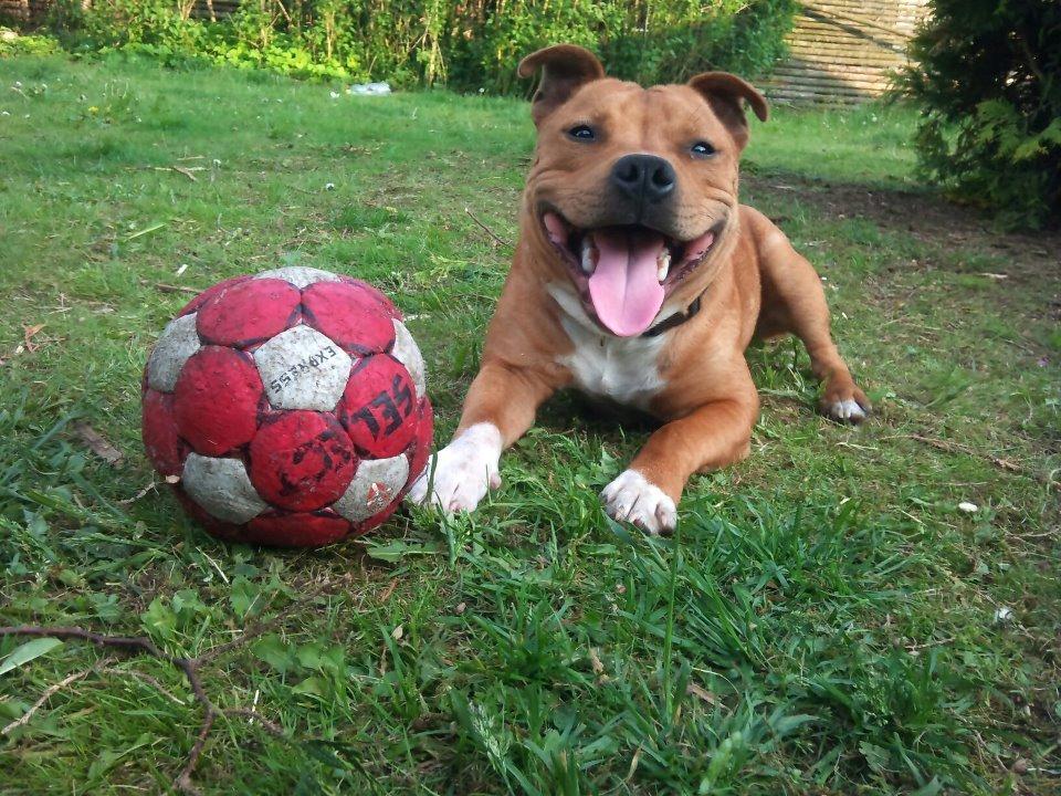 Staffordshire bull terrier Tovdals Tell Me More Milo billede 14