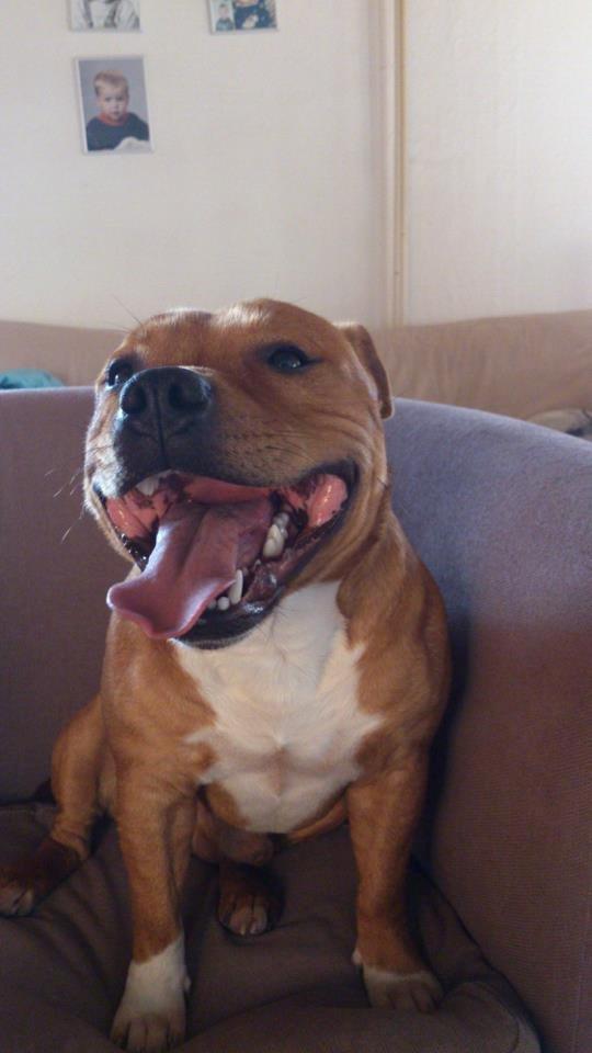 Staffordshire bull terrier Tovdals Tell Me More Milo billede 15