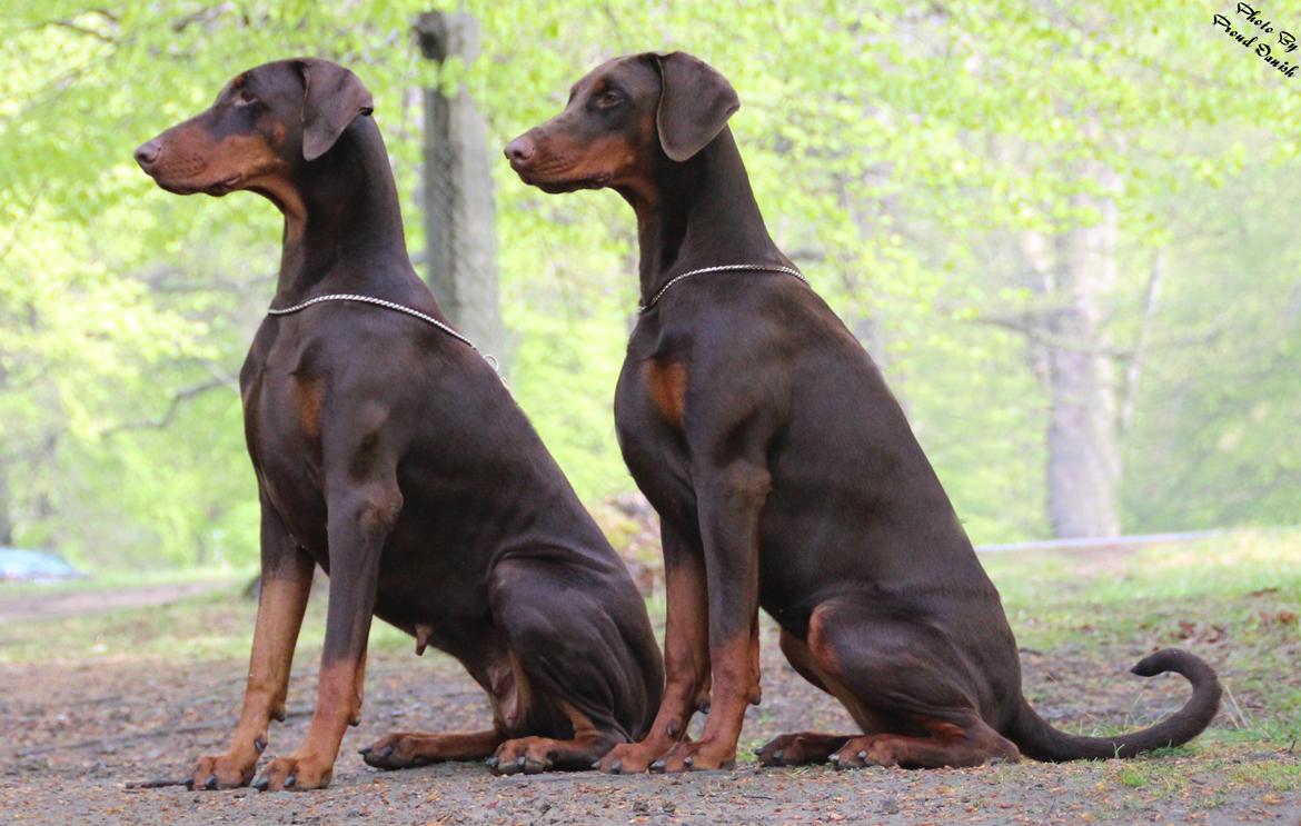 Dobermann DKKV13 AJW13 LUCH Proud Danish Flying Indian Girl - Moster Serbian Star Von Masterhof 3½ år og Proud Danish Flying Indian Girl 8½ mdr. billede 38