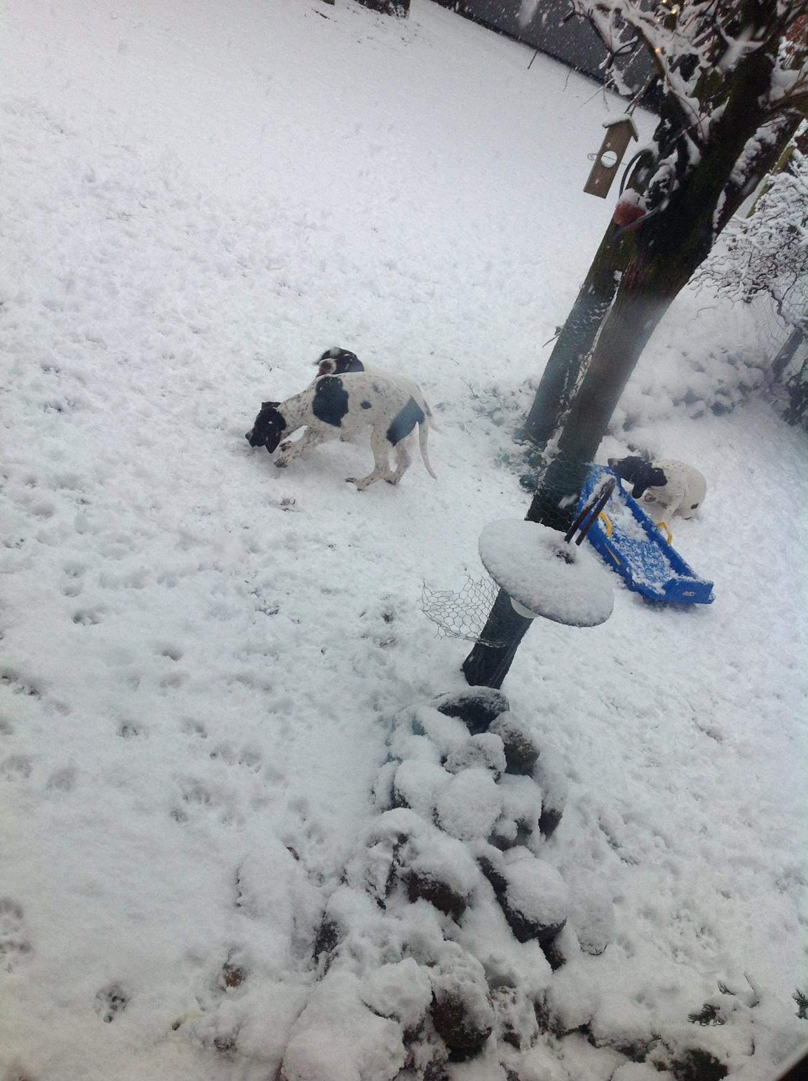 Gammel dansk hønsehund GaGa - GaGa og søskende!  billede 1