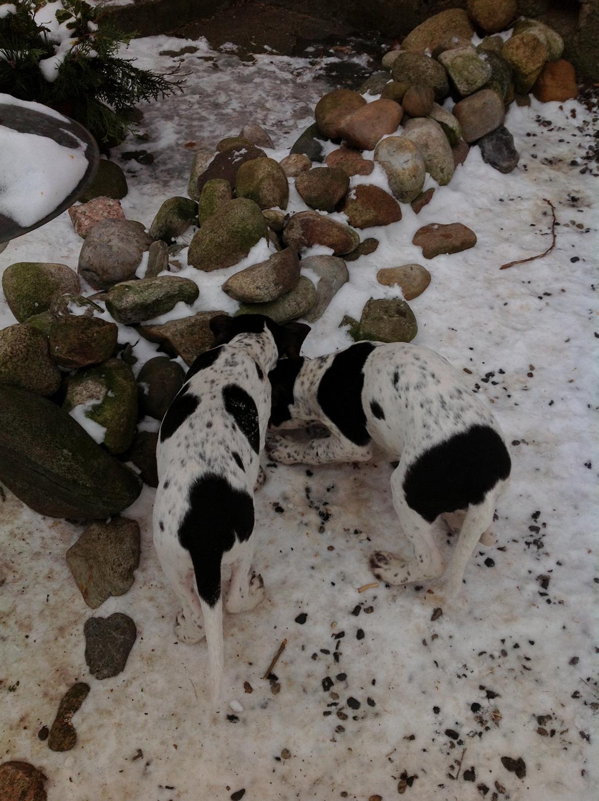 Gammel dansk hønsehund GaGa billede 4