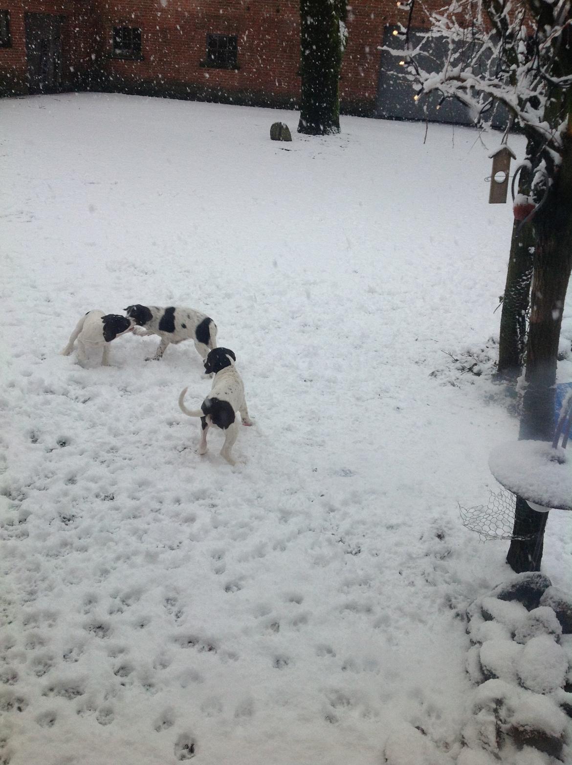 Gammel dansk hønsehund GaGa billede 8