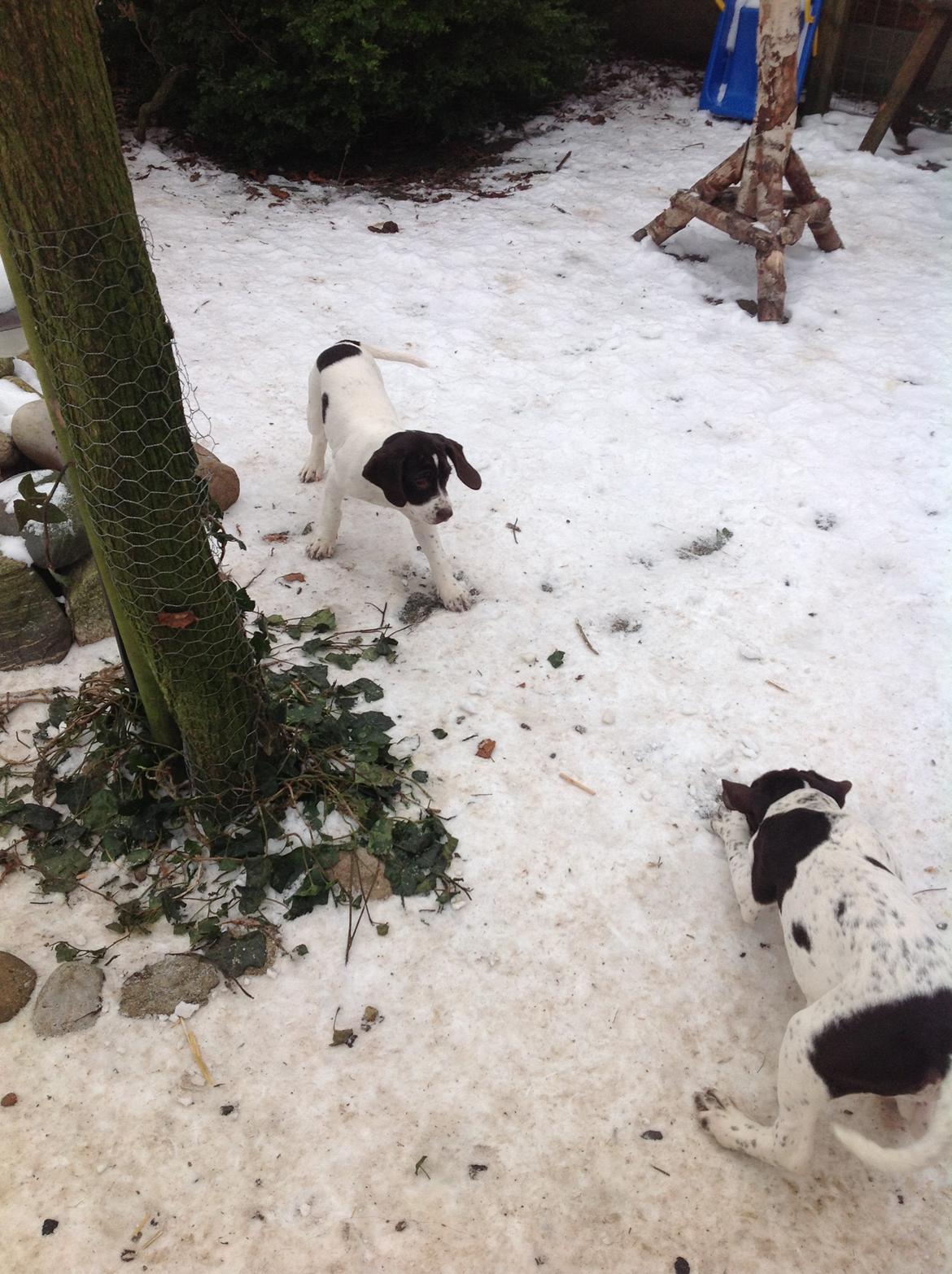 Gammel dansk hønsehund GaGa billede 3