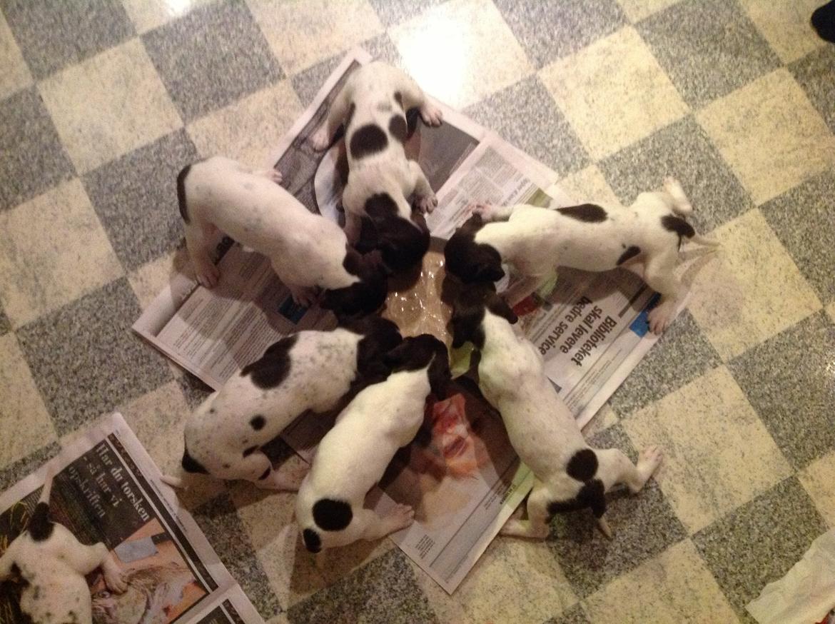 Gammel dansk hønsehund GaGa - Spisetid indenfor, med søskende! billede 10