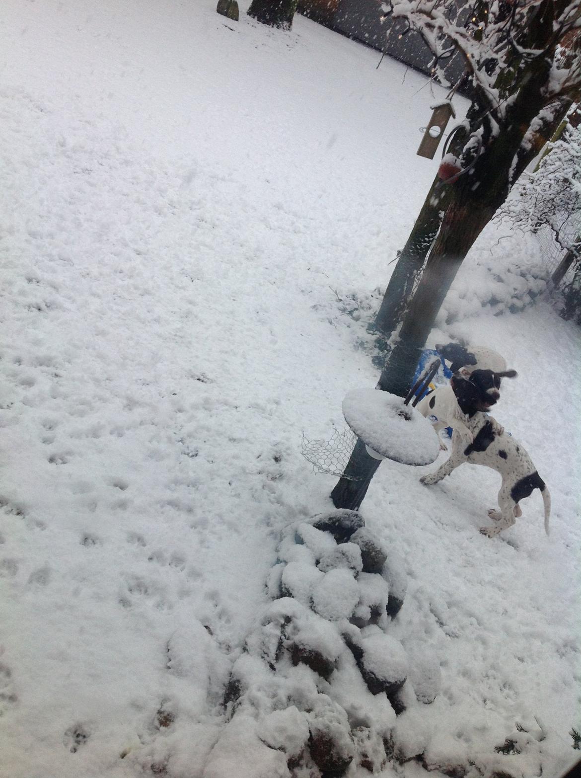 Gammel dansk hønsehund GaGa billede 5