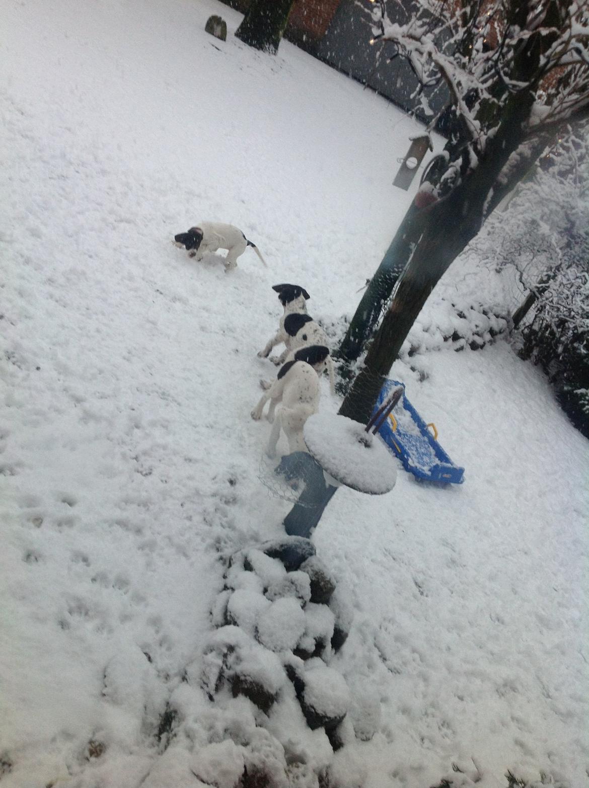 Gammel dansk hønsehund GaGa billede 7