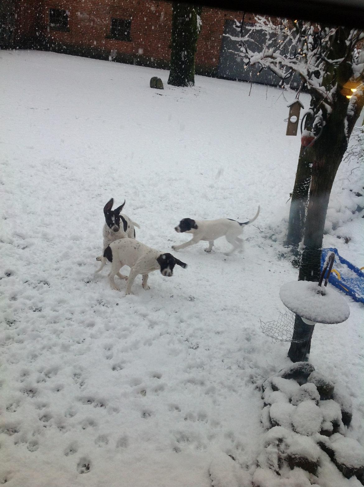 Gammel dansk hønsehund GaGa billede 9