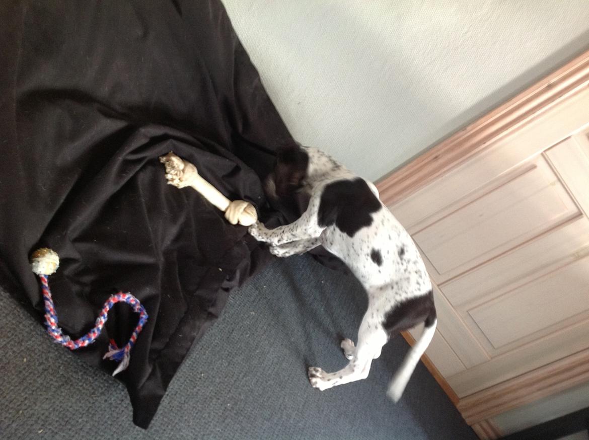 Gammel dansk hønsehund GaGa - Kødben!!! billede 11