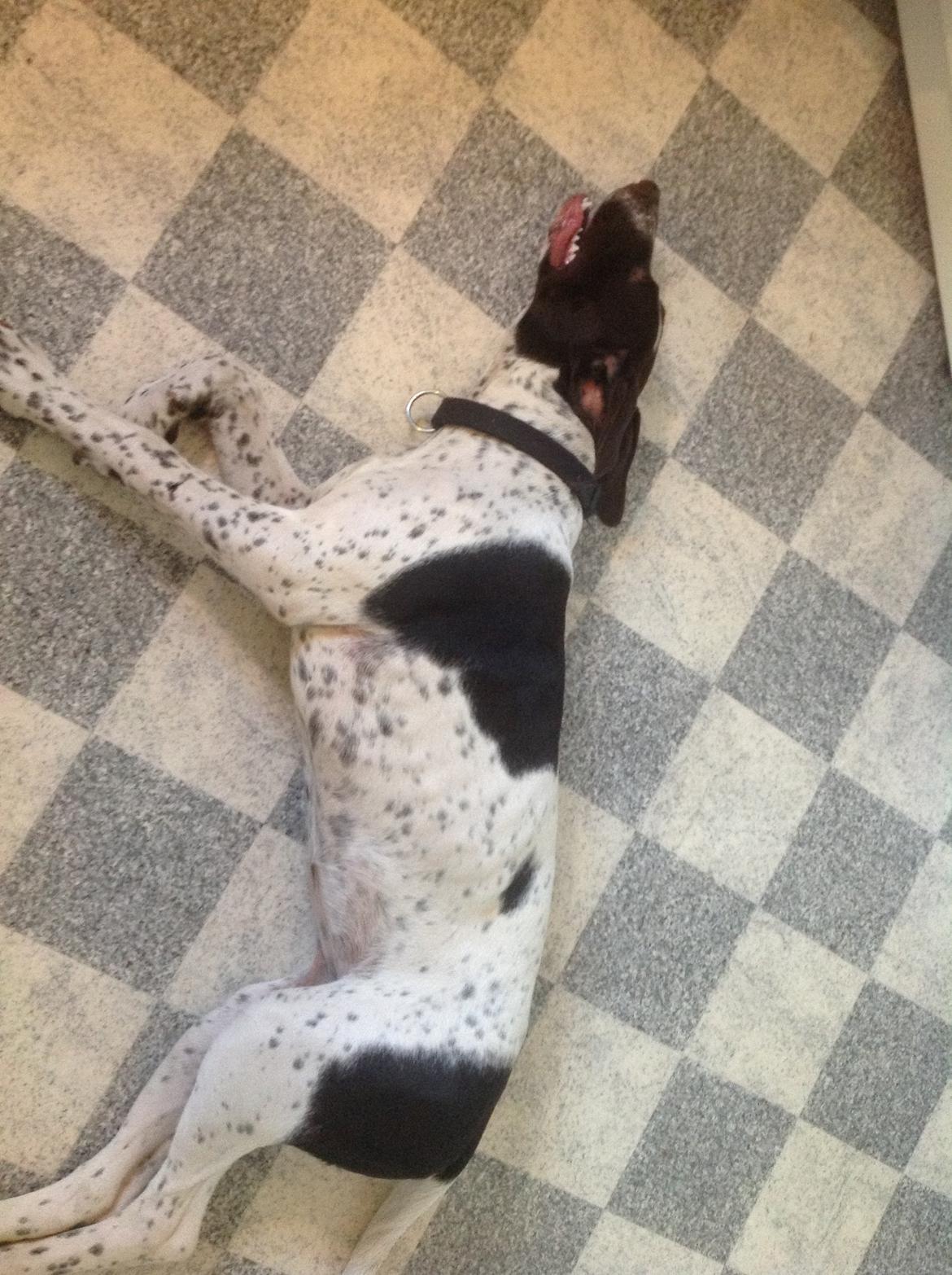 Gammel dansk hønsehund GaGa - En træt GaGa efter løbetur på marken med mor.  billede 12