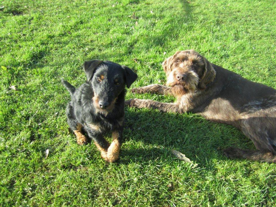 Tysk jagtterrier Buller<3 Farvel min ven <3 - arv min podte se den lige billede 10