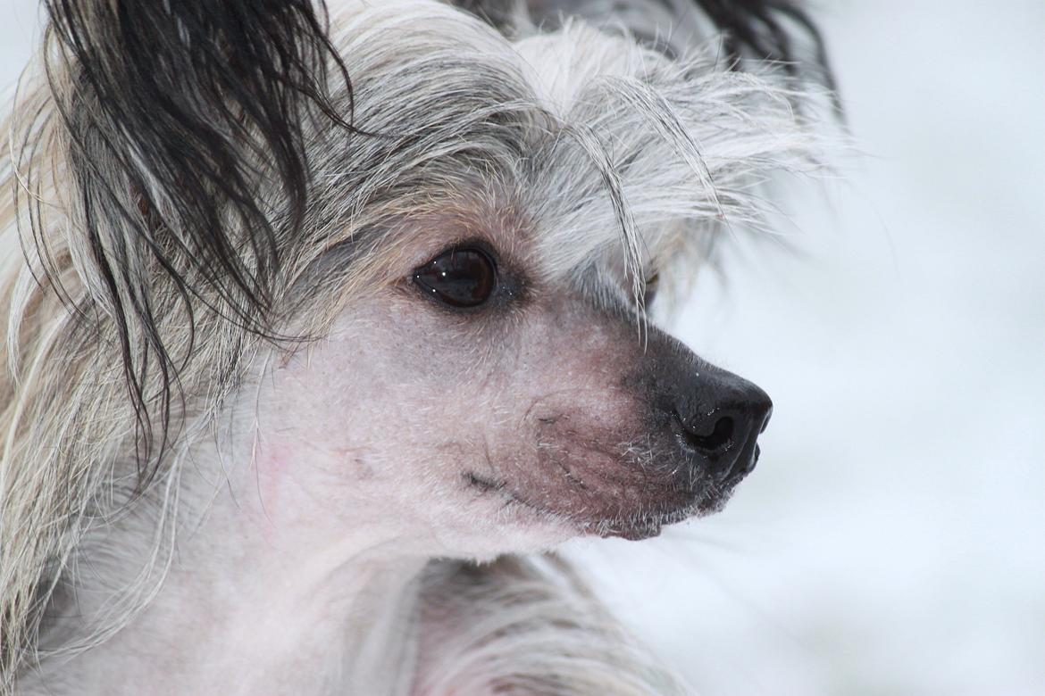 Chinese crested hårløs } Chelsy billede 2