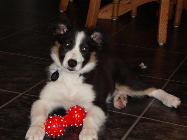 Border collie Laika - Laika som lille <3 billede 37