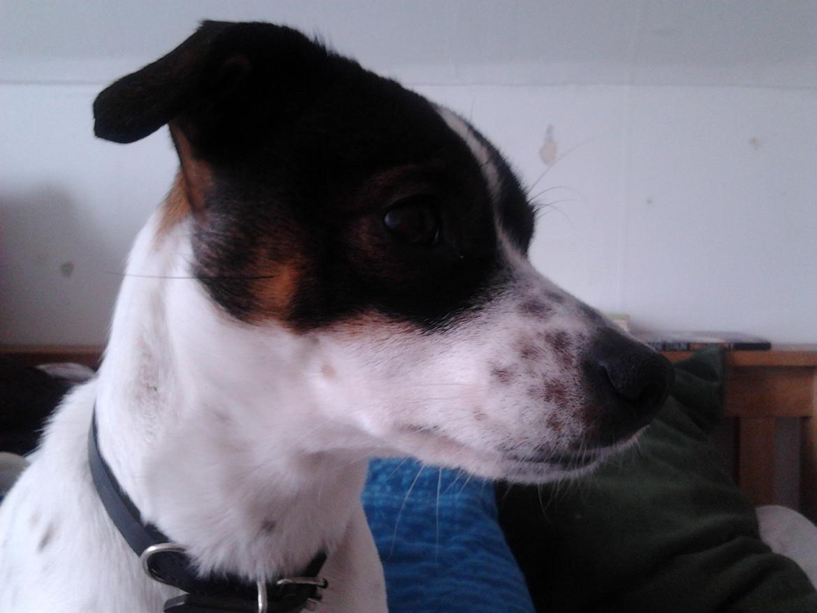 Dansk svensk gaardhund Ronja billede 1