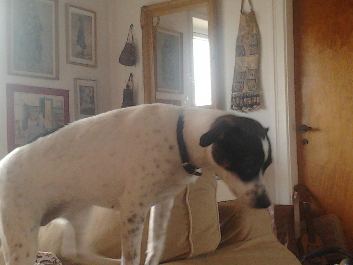 Dansk svensk gaardhund Ronja billede 4