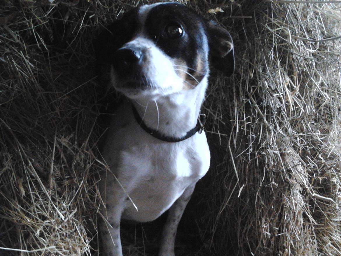 Dansk svensk gaardhund Ronja billede 5