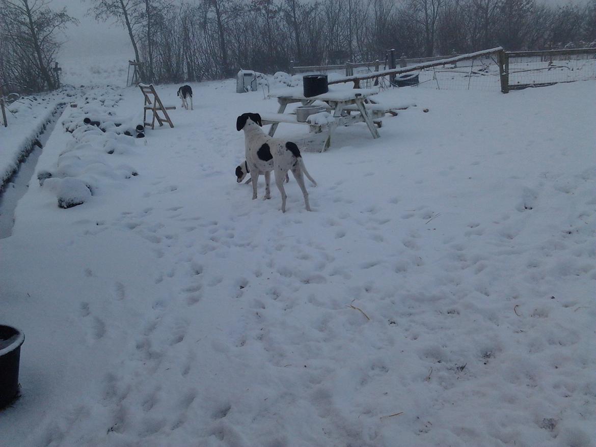 Dansk svensk gaardhund Ronja billede 9