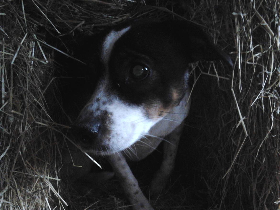 Dansk svensk gaardhund Ronja billede 2