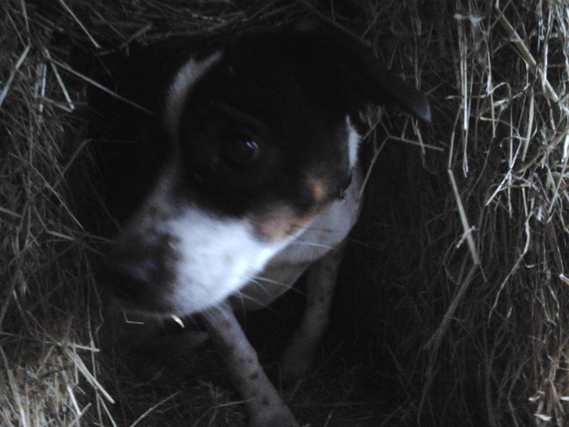 Dansk svensk gaardhund Ronja billede 3