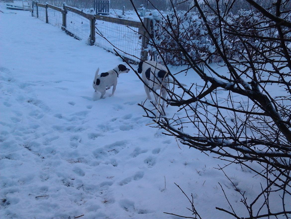 Dansk svensk gaardhund Ronja billede 6