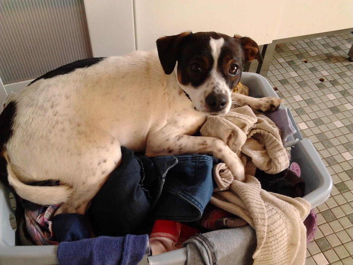 Dansk svensk gaardhund Ronja billede 10