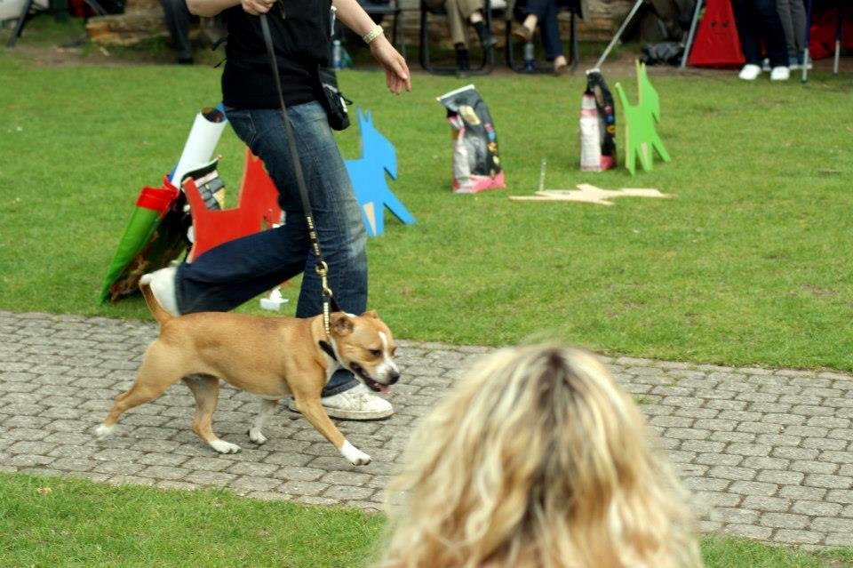 Staffordshire bull terrier Wenk Staff' s Legacy Of Buffy "CeCe" - CeCe i store ring på Bakkeskue 9/5-13 billede 24