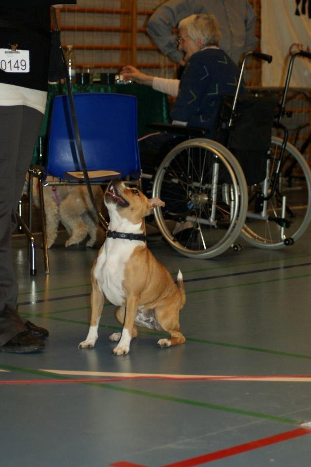 Staffordshire bull terrier Wenk Staff' s Legacy Of Buffy "CeCe" - CeCe venter på at komme i ringen i Hårlev 14/4-13 billede 25