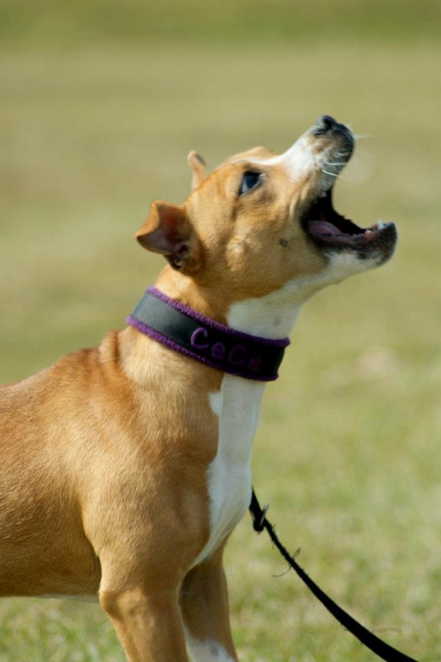 Staffordshire bull terrier Wenk Staff' s Legacy Of Buffy "CeCe" - CeCe klar til at gribe en godbid billede 26