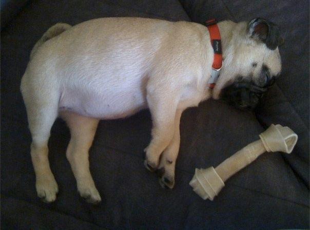 Mops Minnie - Da hun var hvalp <3 billede 4