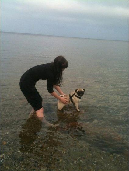 Mops Minnie billede 7