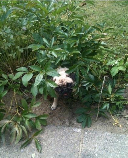 Mops Minnie - Se, jeg gemmer mig. I kan ikke finde mig ;) billede 9