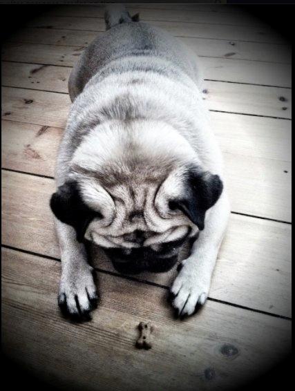 Mops Minnie billede 11