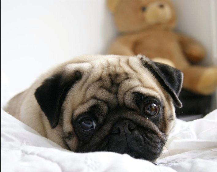 Mops Minnie billede 1