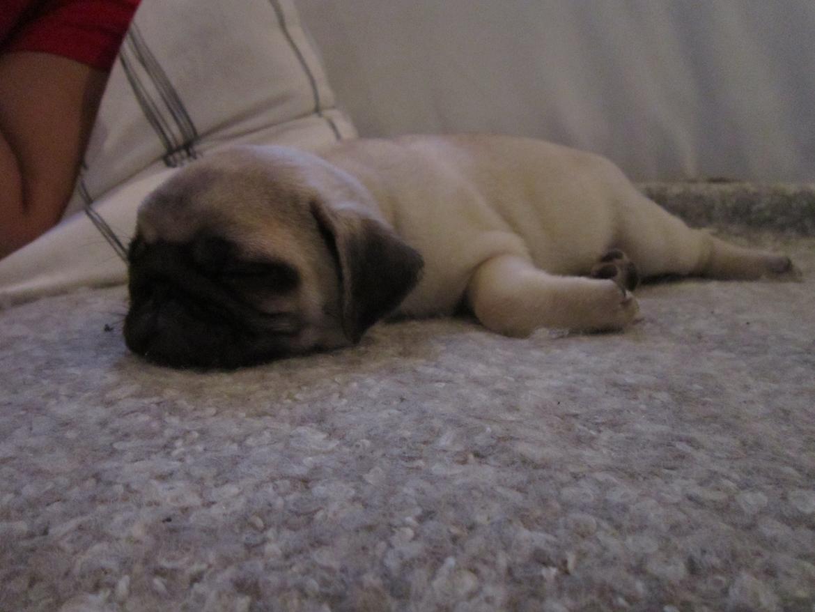 Mops Madums Pretty Woman (Thea) billede 3