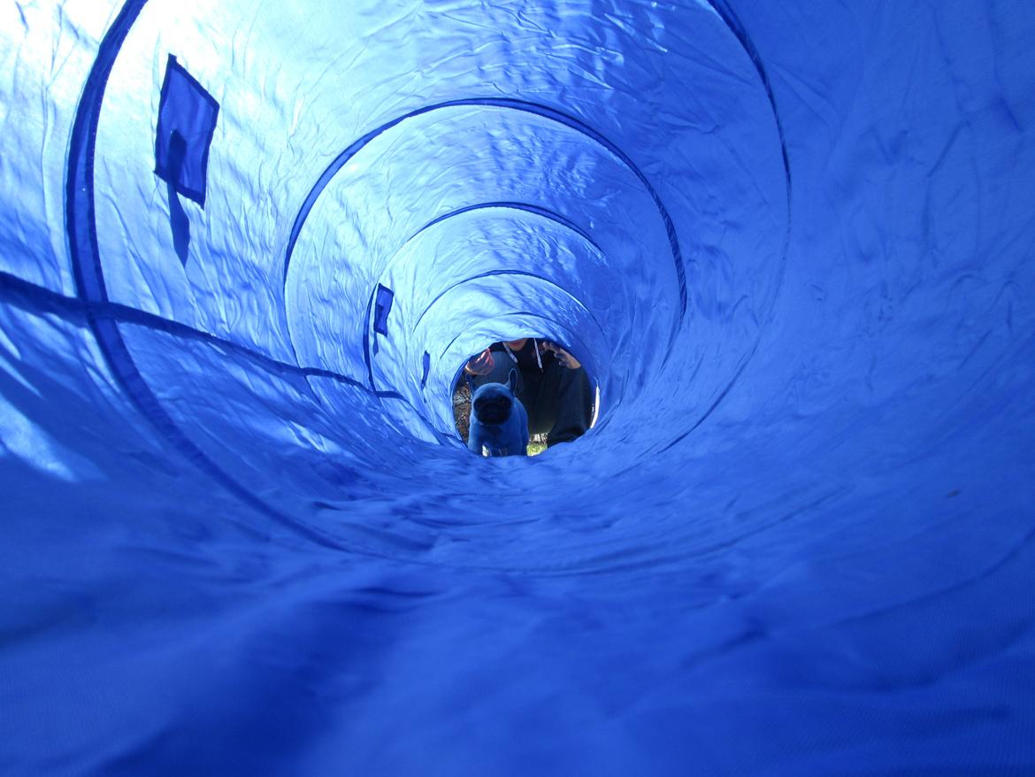 Mops Madums Pretty Woman (Thea) billede 4