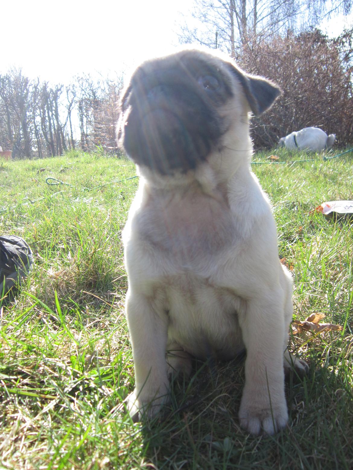 Mops Madums Pretty Woman (Thea) billede 5