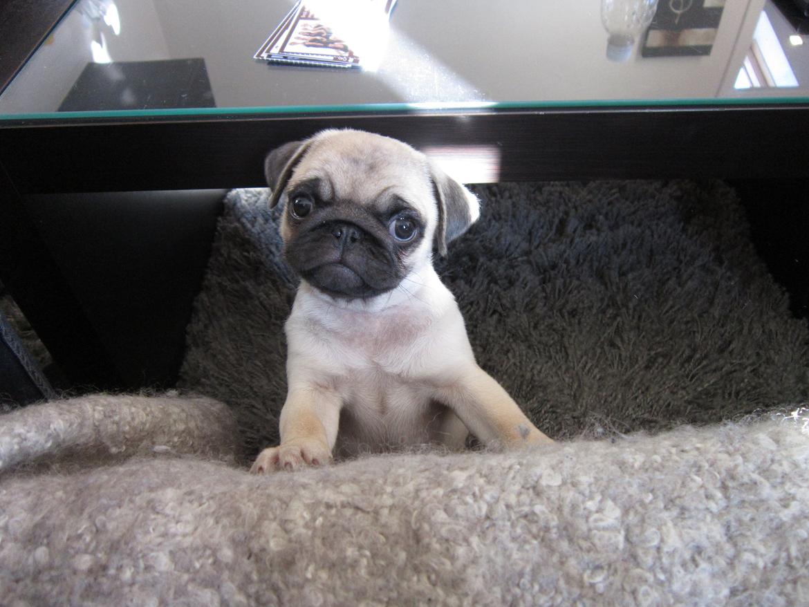 Mops Madums Pretty Woman (Thea) billede 6