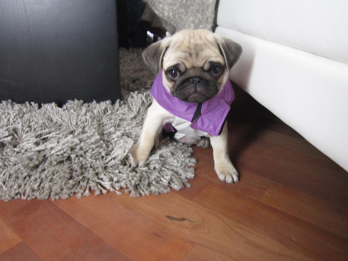 Mops Madums Pretty Woman (Thea) billede 7