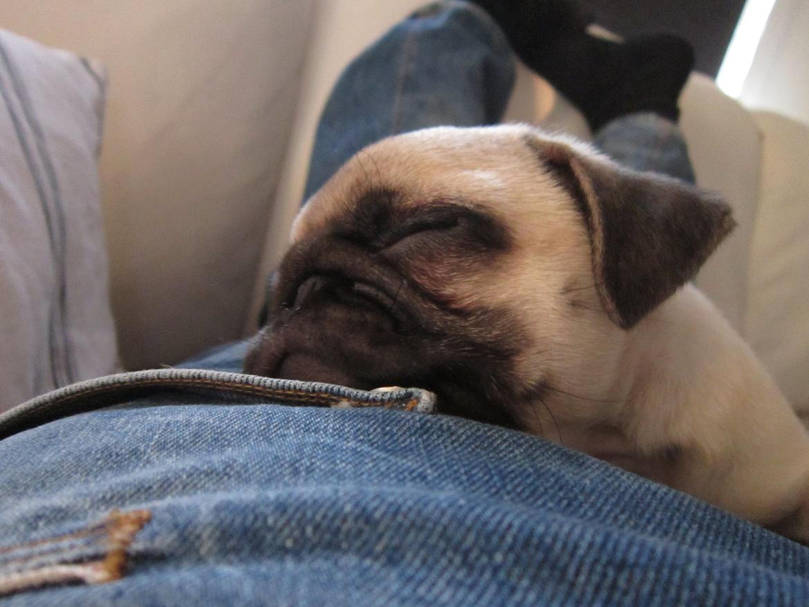 Mops Madums Pretty Woman (Thea) billede 8