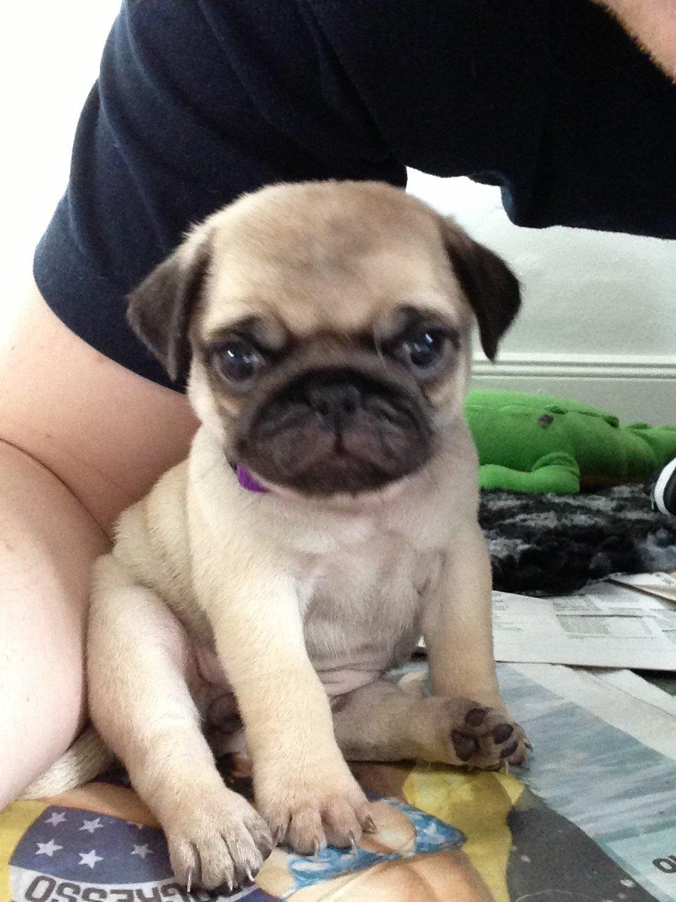 Mops Madums Pretty Woman (Thea) billede 9