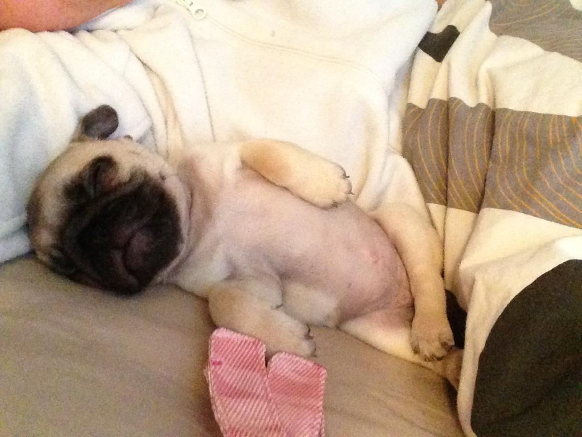 Mops Madums Pretty Woman (Thea) billede 10