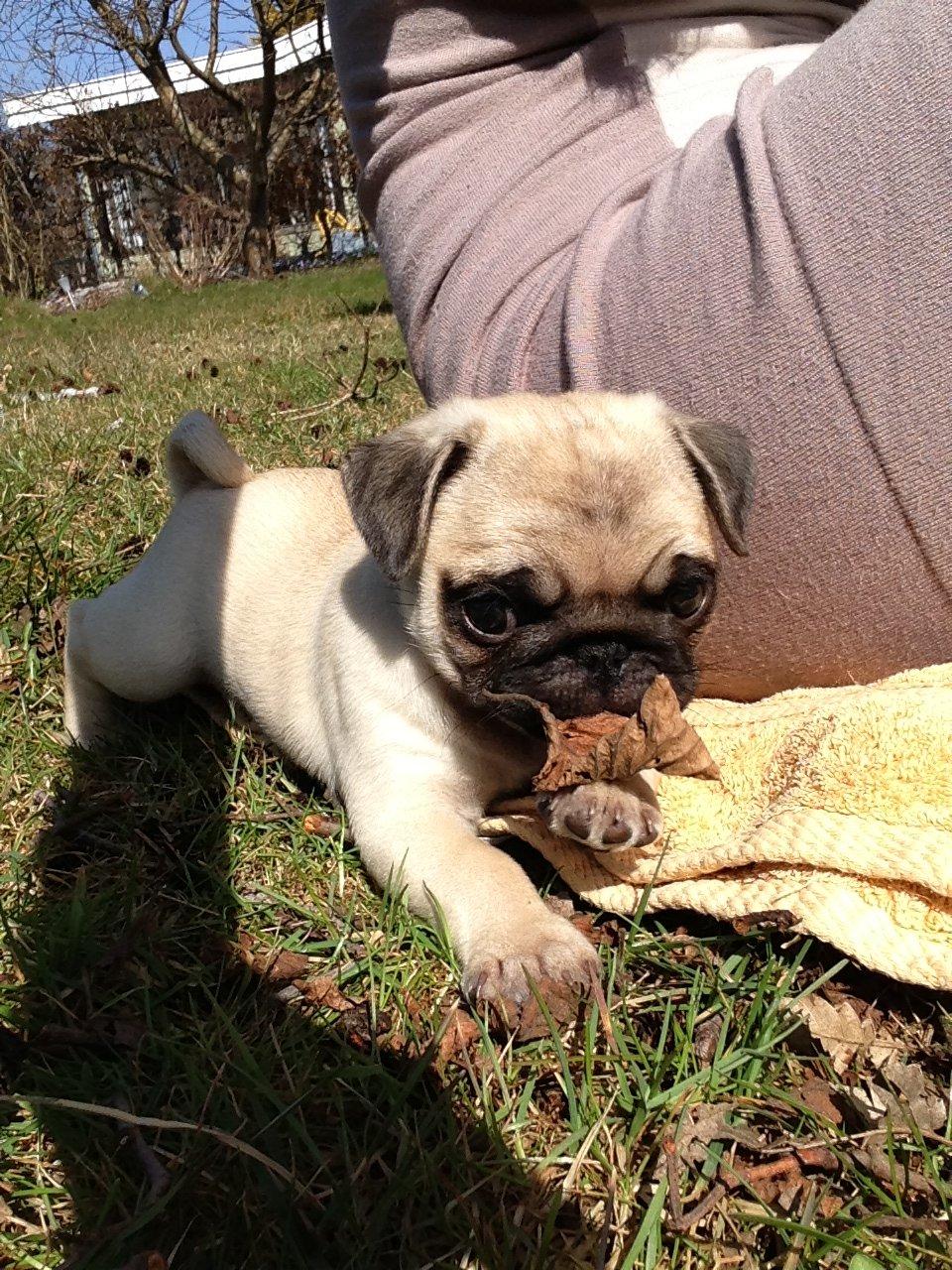 Mops Madums Pretty Woman (Thea) billede 11