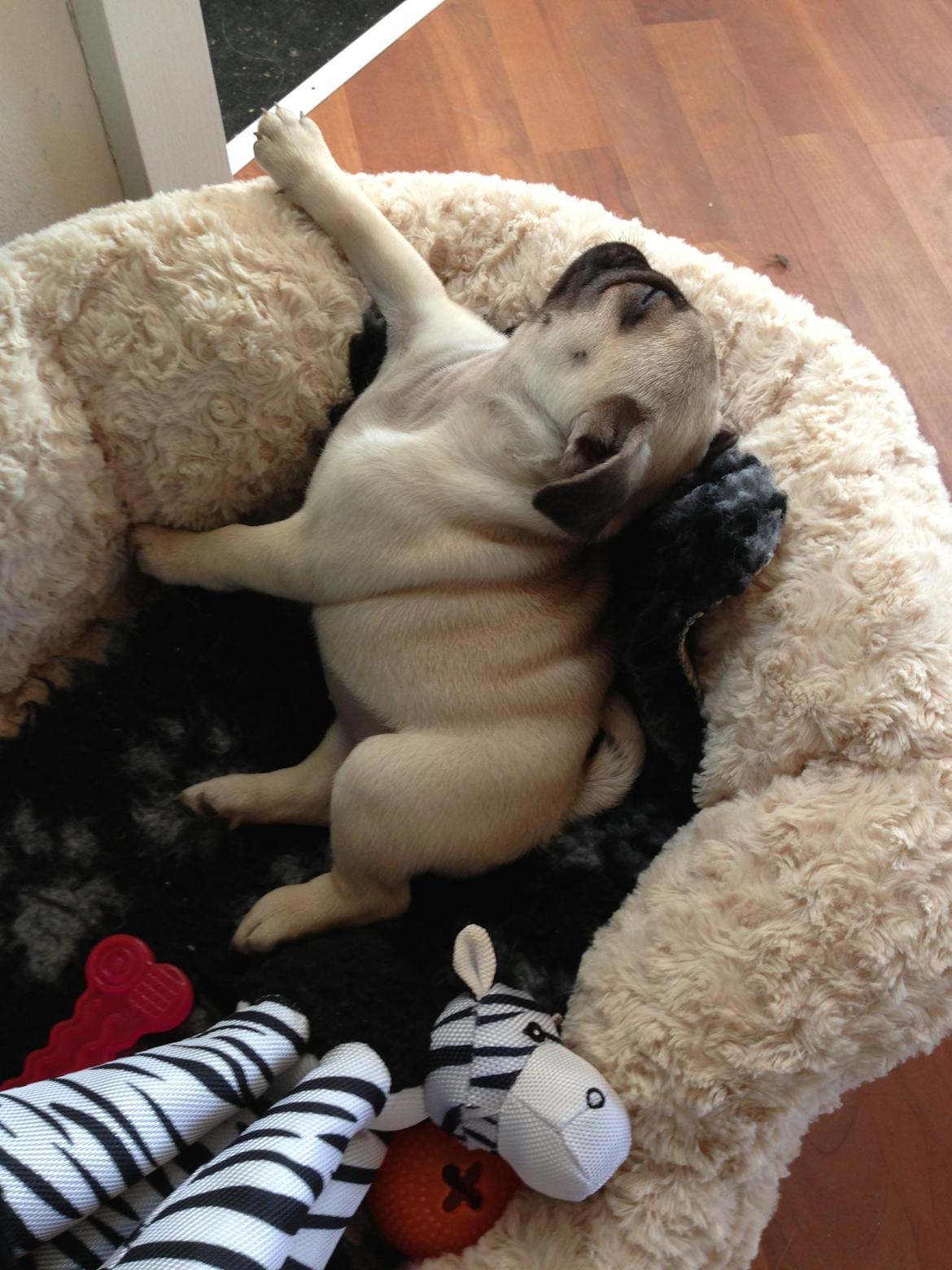 Mops Madums Pretty Woman (Thea) billede 12