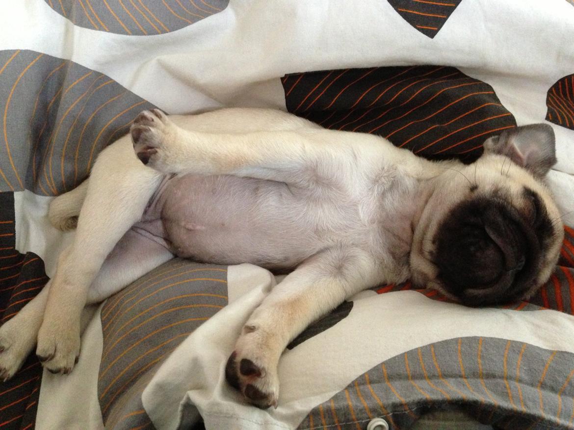 Mops Madums Pretty Woman (Thea) billede 13