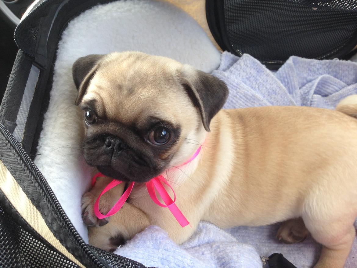 Mops Madums Pretty Woman (Thea) billede 14