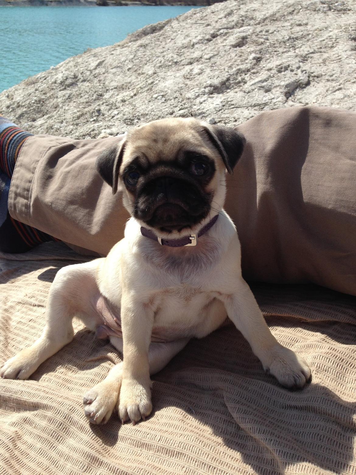 Mops Madums Pretty Woman (Thea) billede 15