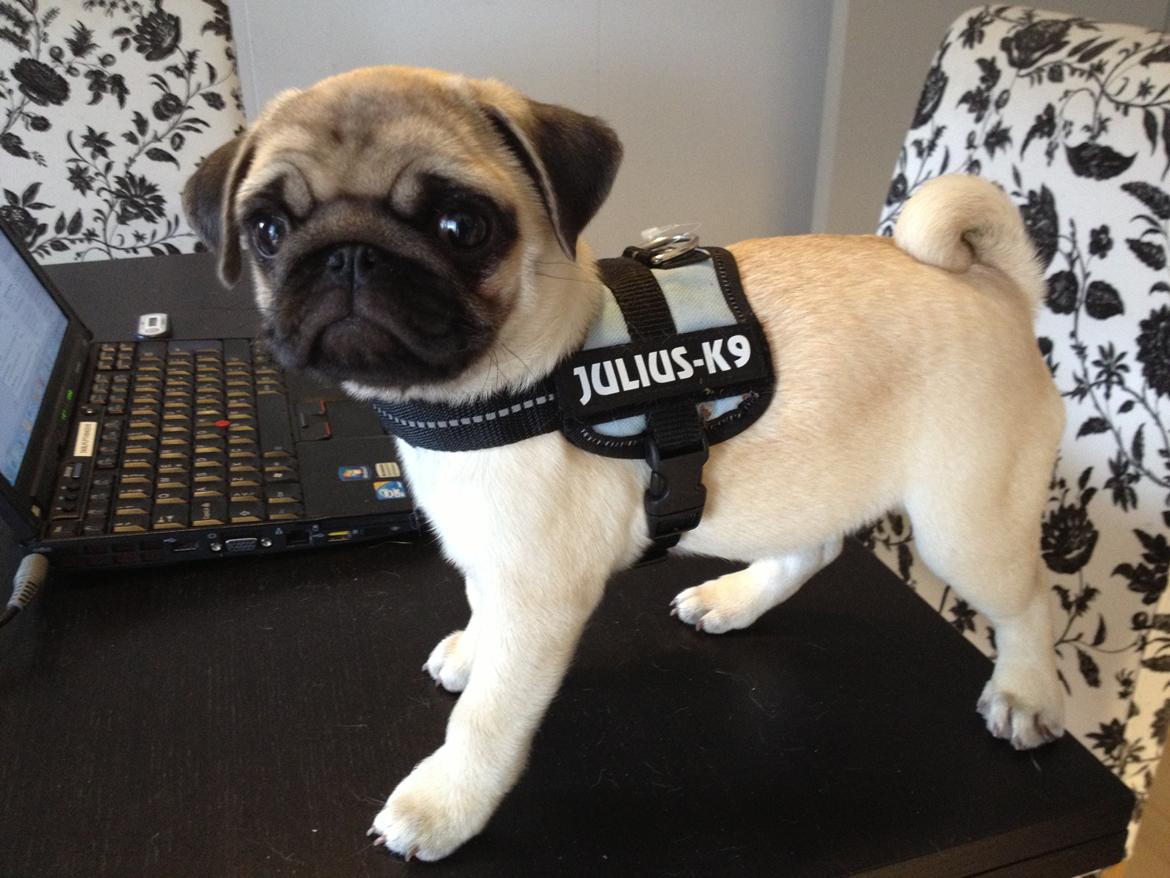 Mops Madums Pretty Woman (Thea) billede 16