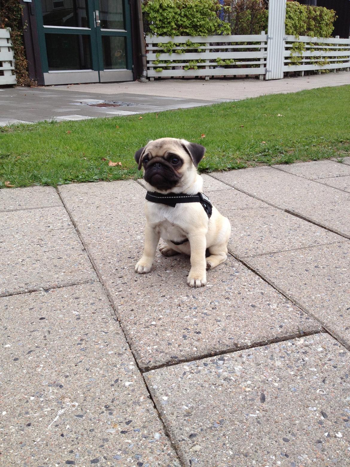 Mops Madums Pretty Woman (Thea) billede 17