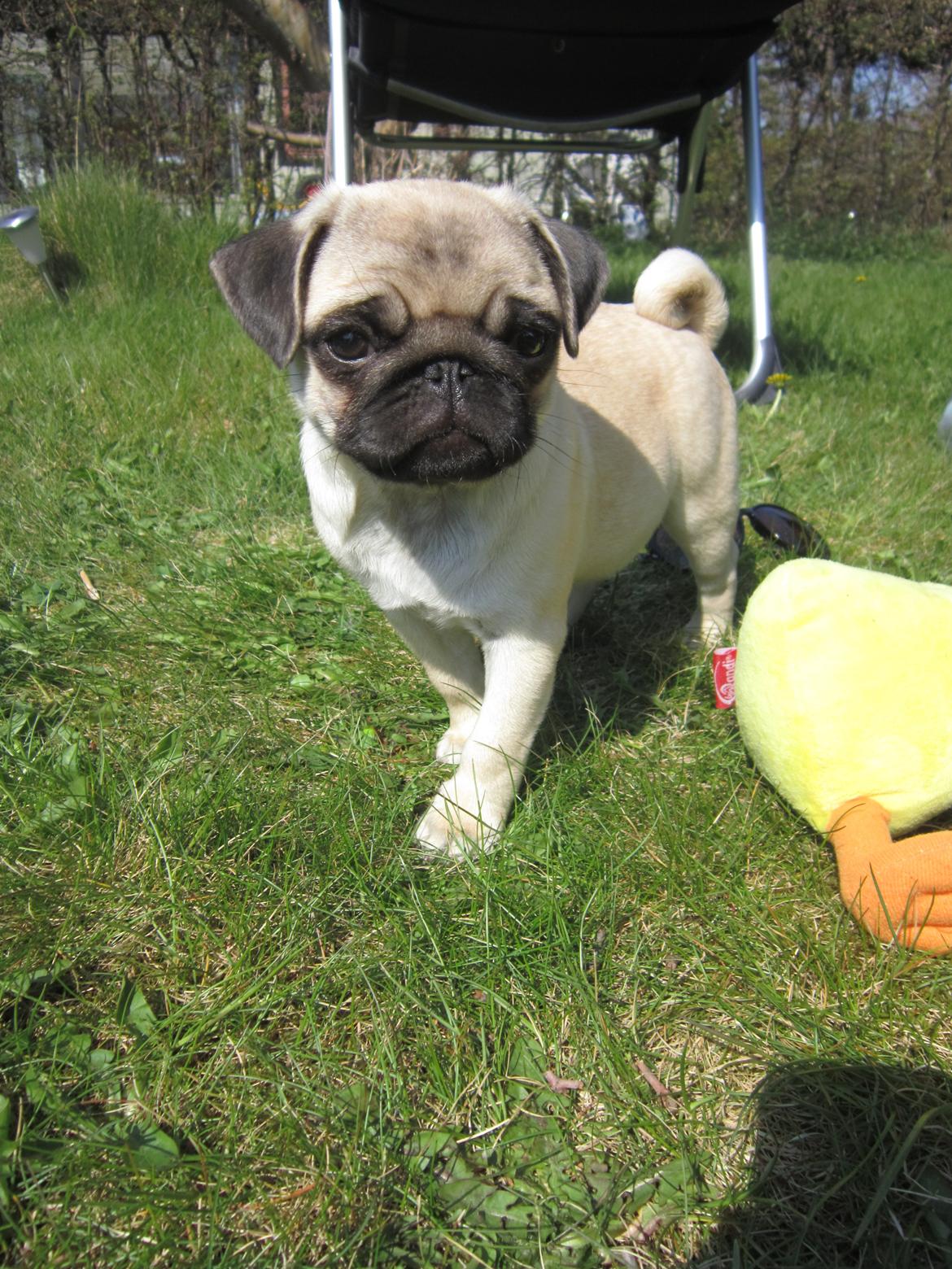 Mops Madums Pretty Woman (Thea) billede 18