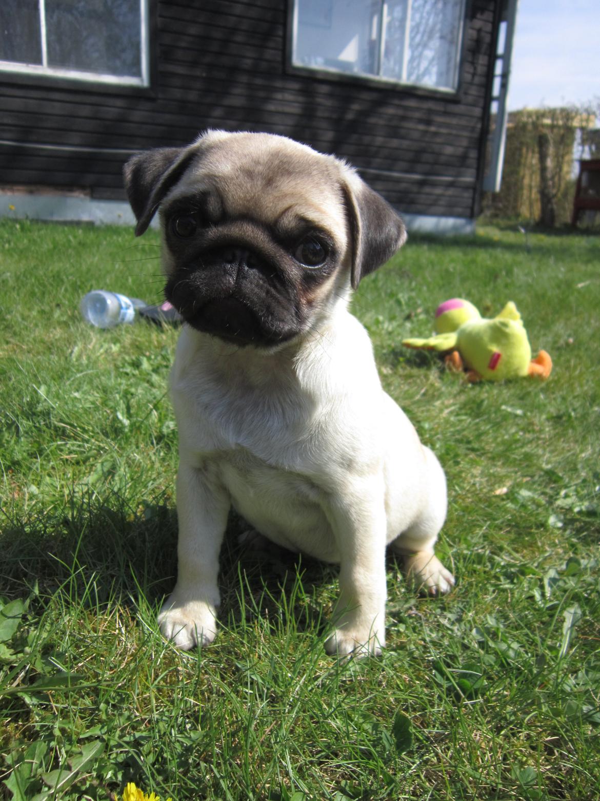 Mops Madums Pretty Woman (Thea) billede 19